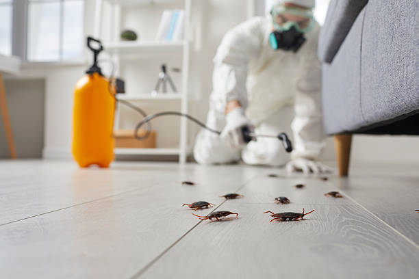Commercial Kitchen Cockroach Control in Big River